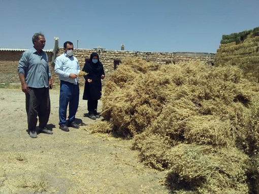 برداشت ۶ هزار تن نخود از مزارع شهرستان هشترود