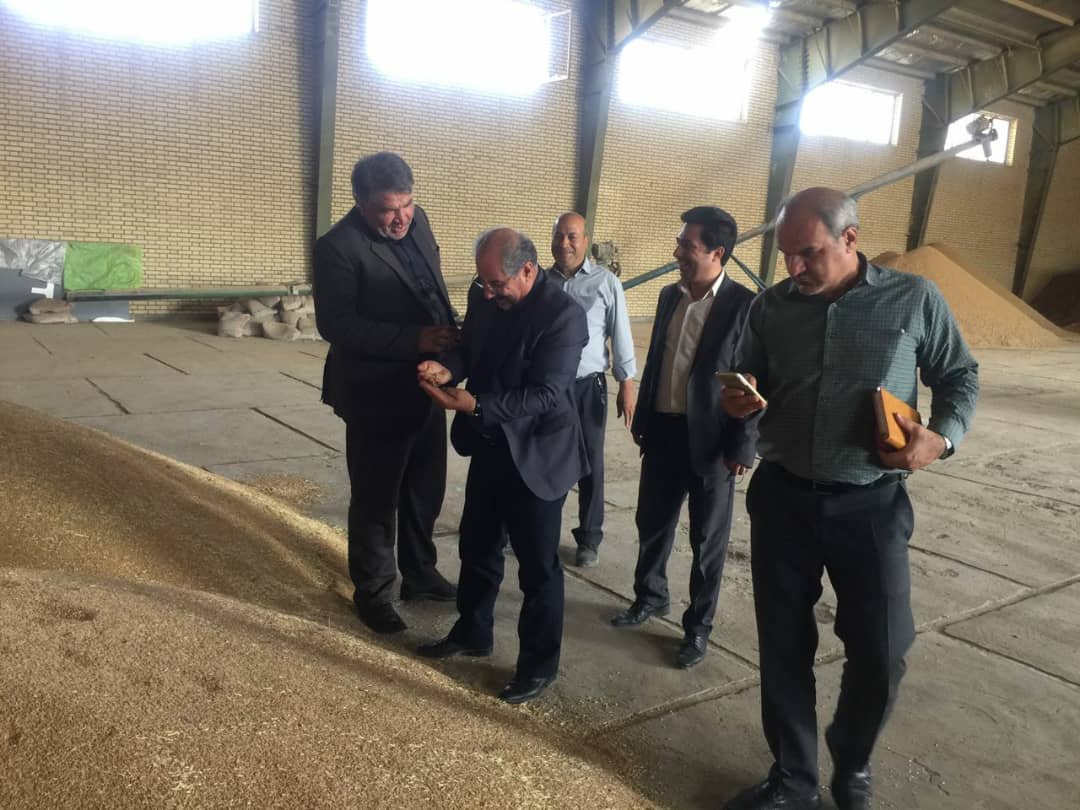مشکلات خرید گندم در گوگان برطرف می شود