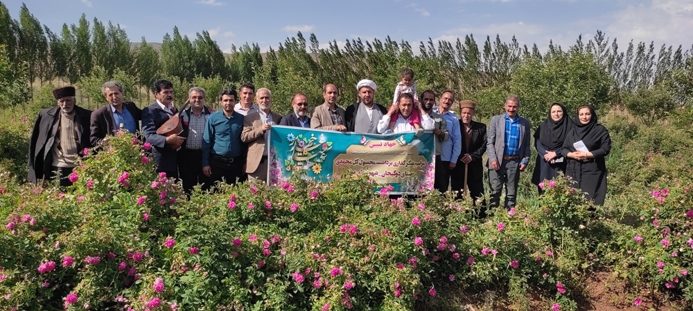 بهار گل های محمدی در شهرستان مرند با برداشت بیش از۸۴۶ تن محصول