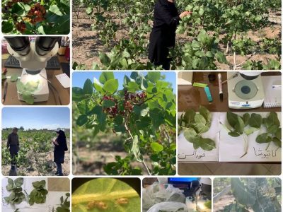 رتبه اول شهرستان اسکو با سطح زیر کشت ۸۵۰ هکتار پسته در آذربایجان شرقی