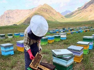 مراغه با تولید سالانه بیش از ۳ هزار و ۵۰۰ تن عسل قطب تولید این محصول در آذربایجان شرقی