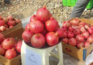 دومین جشنواره انار روستای گوو میانه برگزار شد