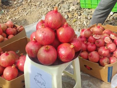 دومین جشنواره انار روستای گوو میانه برگزار شد