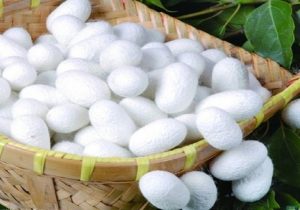 میزان تولید پیله تر کرم ابریشم در استان آذربایجان شرقی به مرز ۷ تن رسید