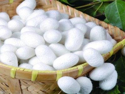 میزان تولید پیله تر کرم ابریشم در استان آذربایجان شرقی به مرز ۷ تن رسید