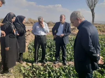 تحقق ۱۰۶ درصدی تعهد کشت دانه روغنی کلزا در شهرستان اسکو