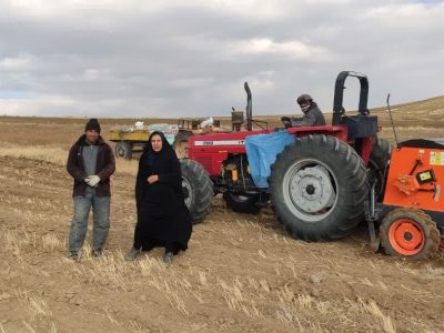کشت گیاهان علوفه ای و دانه های روغنی در دیمزارهای شهرستان بستان آباد