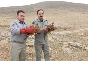 عقابهای شکاری در پهنه آسمان مراغه اوج گرفتند