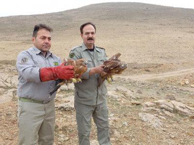 عقابهای شکاری در پهنه آسمان مراغه اوج گرفتند