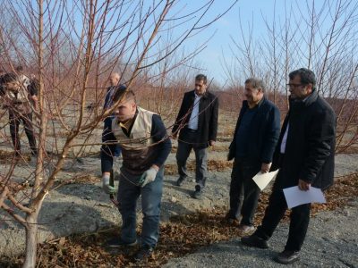 برگزیدگان دوره تربیت هرس کار ماهر در شبستر معرفی و تجلیل شدند