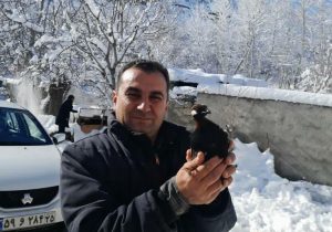 دُراج زخمی پس از تیمار در جنگلهای ارسباران اوج گرفت