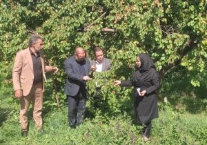 آغاز برداشت زردآلو، نگین طلائی میوه تابستانه از۳۱۹۰ هکتاراز باغات مرند