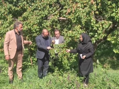 آغاز برداشت زردآلو، نگین طلائی میوه تابستانه از۳۱۹۰ هکتاراز باغات مرند