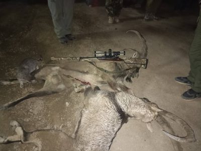 شکارچیان کل و بز کیامکی در چنگال محیط بانان