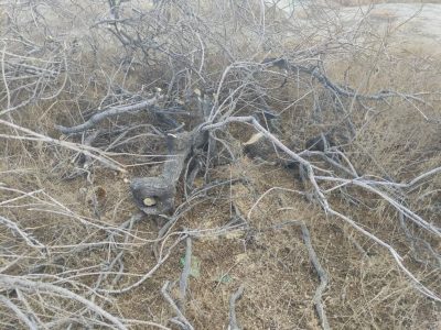 دستگیری متهم قطع غیر مجاز درختان گز تالابی در سواحل پارک ملی دریاچه ارومیه