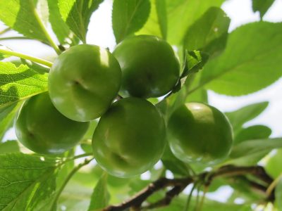 آذربایجان شرقی با تولید ۳۳ هزار تن، قطب تولید گوجه سبز ایران