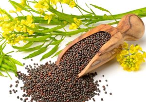برداشت کلزا از مزارع آذربایجان شرقی آغاز شد