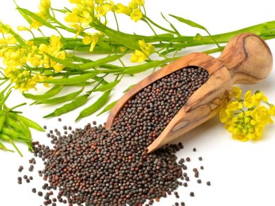برداشت کلزا از مزارع آذربایجان شرقی آغاز شد