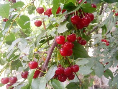 تولید بیش از ۱۵ هزار و ۹۰۰ تن آلبالو در آذربایجان شرقی