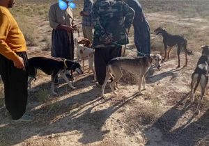 شکارچیان غیرمجاز پیش از شکار در صوفیان به دام قانون افتادند