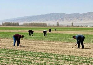 آغاز بهار؛ بهترین زمان کشت علوفه‌های یکساله در اراضی دیم آذربایجان شرقی