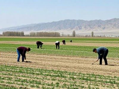 آغاز بهار؛ بهترین زمان کشت علوفه‌های یکساله در اراضی دیم آذربایجان شرقی