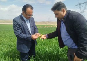 هشدار مدیر حفظ نباتات جهاد کشاورزی آذربایجان شرقی درباره مشاهده شته روسی در مزارع گندم