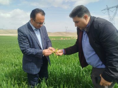 هشدار مدیر حفظ نباتات جهاد کشاورزی آذربایجان شرقی درباره مشاهده شته روسی در مزارع گندم