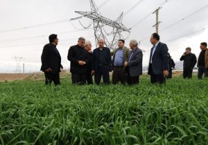 بازدید رئیس جهاد کشاورزی آذربایجان شرقی از مزارع گندم و کلزای جلفا