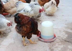 پوشش ۹۸ درصدی طرح واکسیناسیون نیوکاسل در طیور بومی آذربایجان‌شرقی