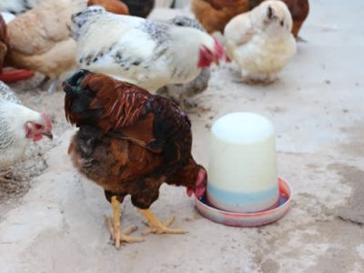 پوشش ۹۸ درصدی طرح واکسیناسیون نیوکاسل در طیور بومی آذربایجان‌شرقی