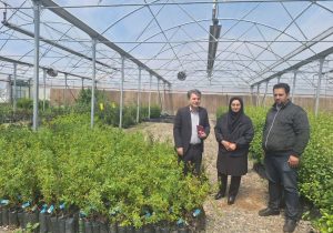 تخصیص ۲۰ میلیاردریال یارانه برای گسترش نهال‌های کشت‌بافتی در استان آذربایجان شرقی