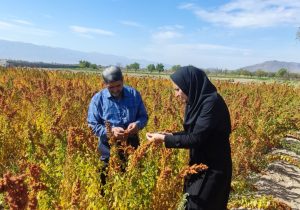 توسعه کشت هالوفیت‌ها در حوضه دریاچه؛ راهکاری نوین برای مدیریت اراضی شور