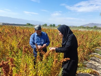 توسعه کشت هالوفیت‌ها در حوضه دریاچه؛ راهکاری نوین برای مدیریت اراضی شور