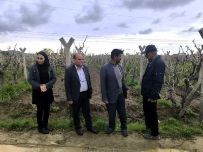 شهرستان بناب؛ با تولید ۳۵ هزار و ۱۱۲تن کشمش، رتبه نخست استان در فرآوری و صادرات انگور