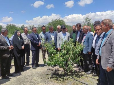 تأکید جهاد کشاورزی آذربایجان شرقی برای احیای باغات خسارت‌دیده شبستر