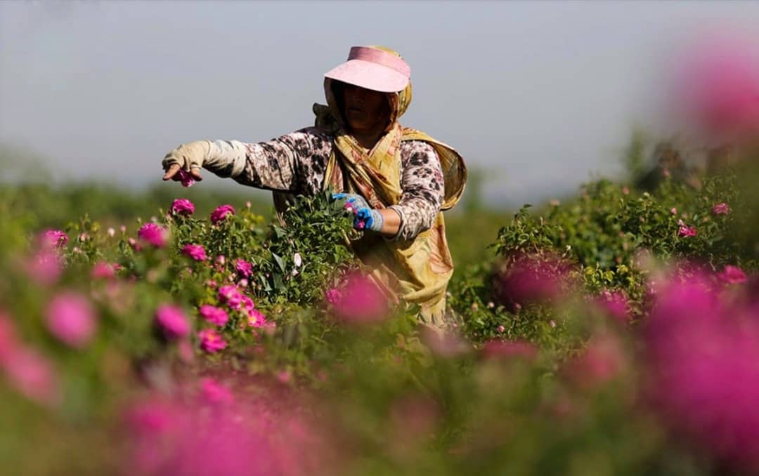 برگزاری دهمین جشنواره برداشت گل محمدی روستای عنصرود شهرستان اسکو