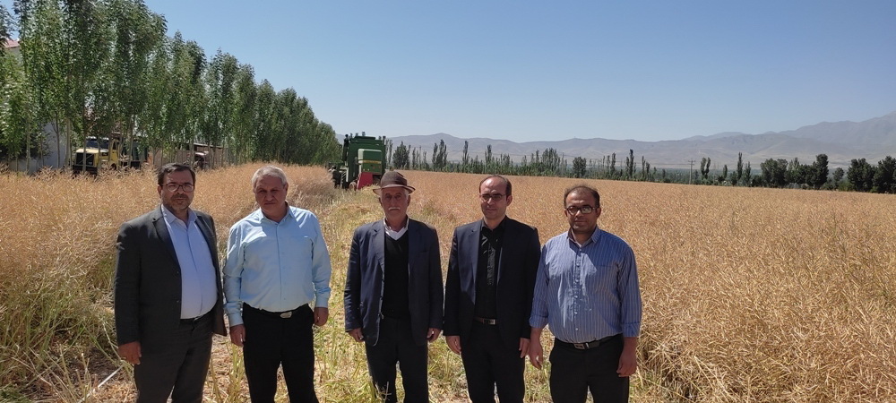 کیل گیری از مزرعه ۲۰ هکتاری کلزا در اراضی روستای دولت آباد شهرستان مرند