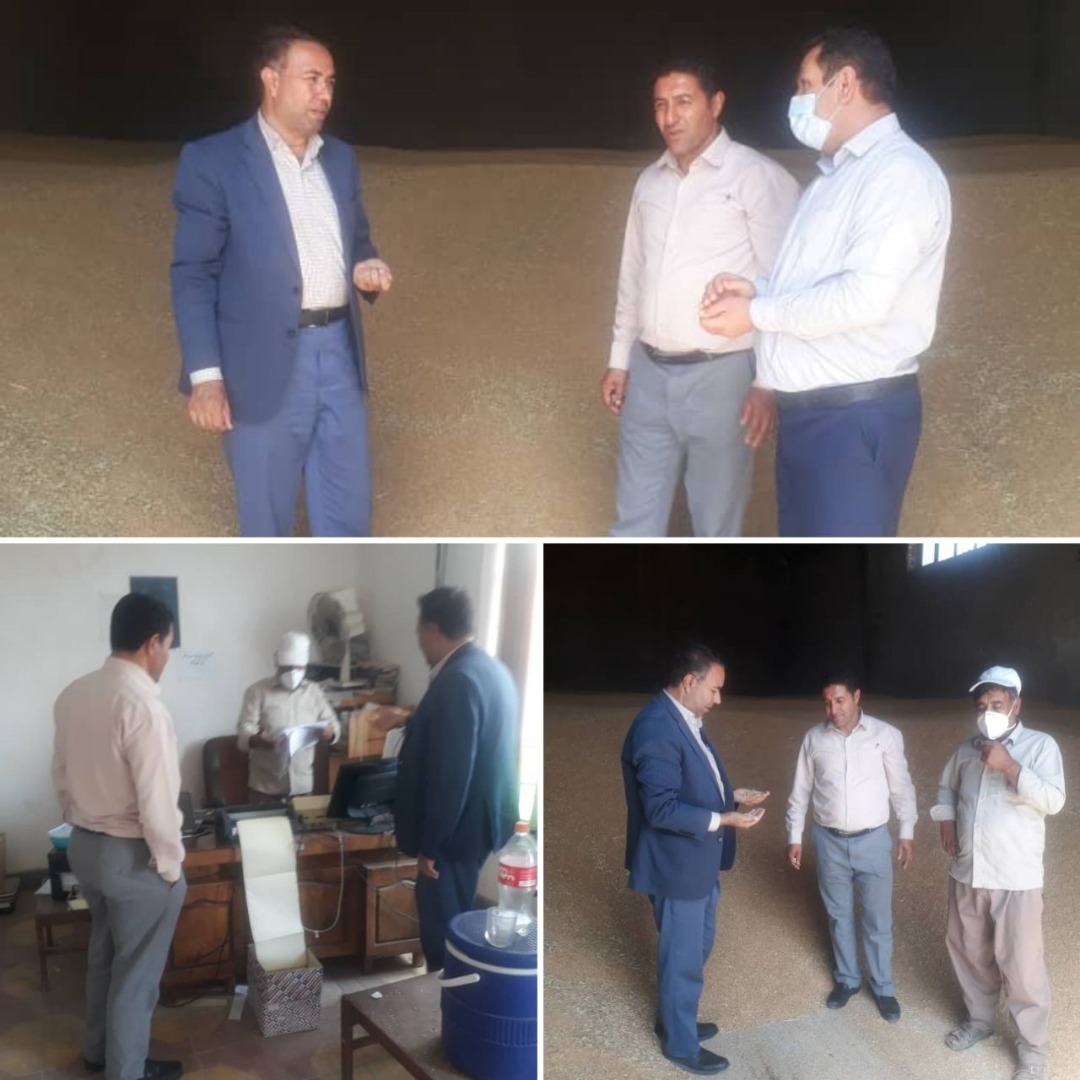 خرید تضمینی گندم در شهرستان هشترود از مرز ۵۰ هزار تن گذشت