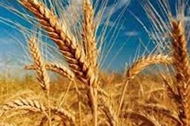 خرید تضمینی بیش از ۶۶ هزار تن گندم در استان آذربایجان شرقی/نصب دستگاه های هوشمند در ۹۰ درصد نانوایی های استان آذربایجان شرقی
