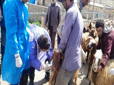 واکسیناسیون ۴۰هزار راس دام عشایری در اردوی جهادی دامپزشکی آذربایجان شرقی