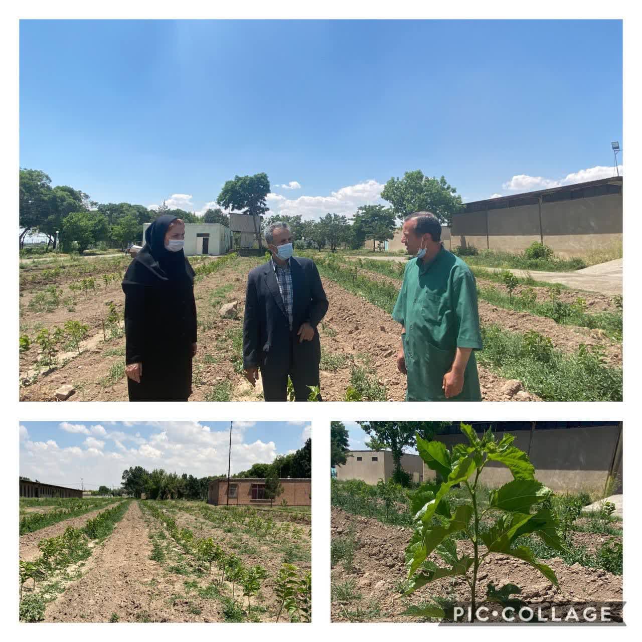 توزیع رایگان ۱۵۰۰۰ اصله نهال توت در راستای سیاستهای حمایتی از صنعت نوغانداری در  استان