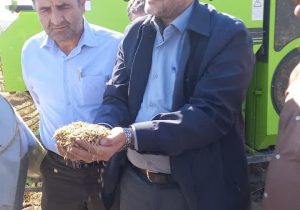 بیش از ۲۲ هزار تن برنج سفید در آذربایجان شرقی تولید شد