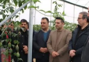 بازدید مدیر کل گمرک جلفا وهیات همراه از بزرگترین گلخانه میوه های استوایی کشور