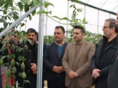 بازدید مدیر کل گمرک جلفا وهیات همراه از بزرگترین گلخانه میوه های استوایی کشور