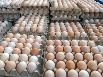 خرید و ذخیره تخم‌مرغ برای حمایت از مرغداران آذربایجان شرقی