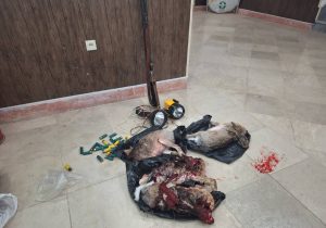 دستگیری شکارچیان متخلف در میانه
