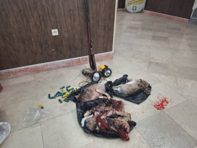 دستگیری شکارچیان متخلف در میانه