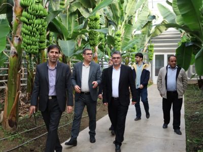شرکت ارس تارلا امیر، الگویی ملی در توسعه گلخانه‌های مدرن کشور است