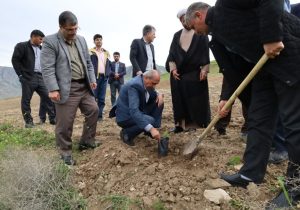توزیع ۲۵ هزار نهال سماق کشت‌بافتی در سه شهرستان؛ آغاز نوسازی باغات سماق آذربایجان شرقی